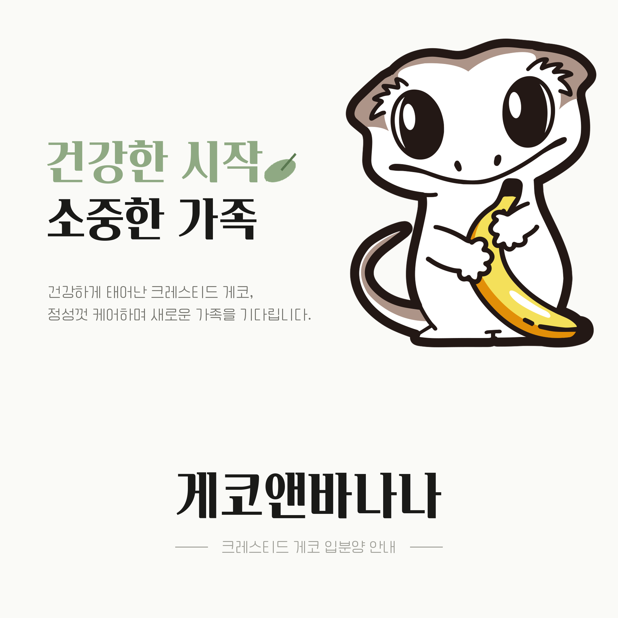 게코앤바나나 크레스티드 게코 입분양 안내